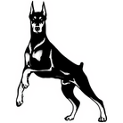 Doberman v pohotovostnej póze, detailná čierno-biela ilustrácia — KERKKA
